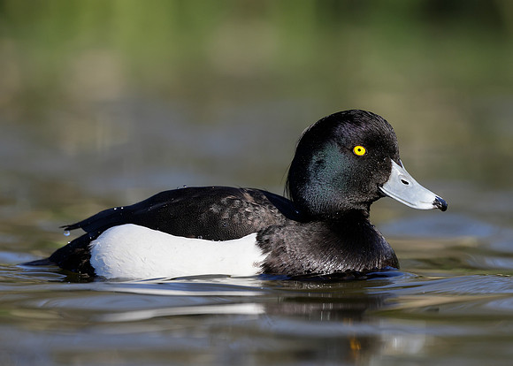 Tufted Duck Aythya fuligula