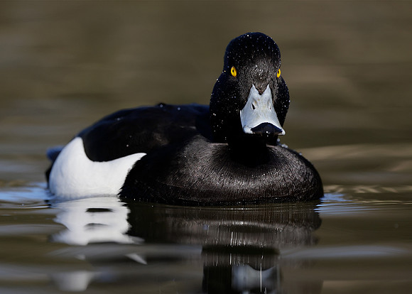 Tufted Duck Aythya fuligula
