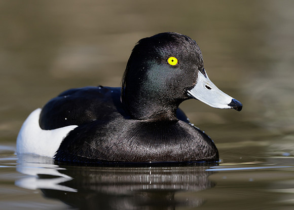 Tufted Duck Aythya fuligula