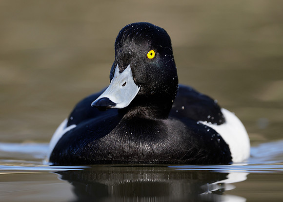 Tufted Duck Aythya fuligula