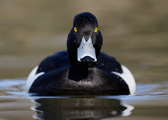 Tufted Duck Aythya fuligula