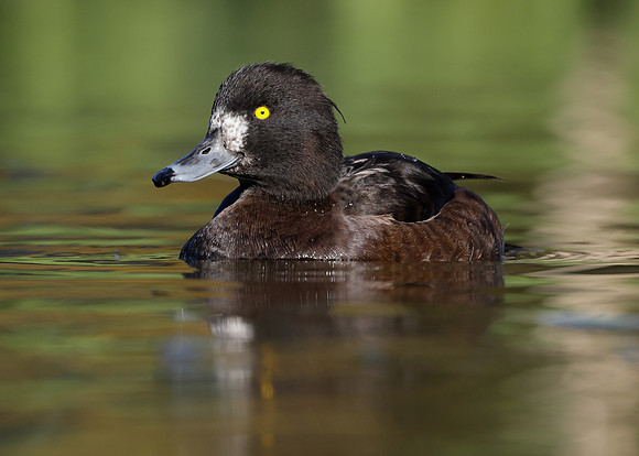 Tufted Duck Aythya fuligula