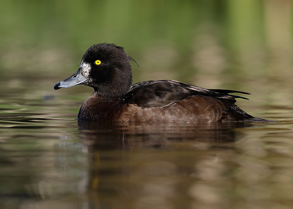 Tufted Duck Aythya fuligula