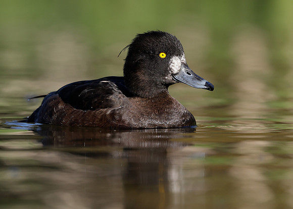 Tufted Duck Aythya fuligula