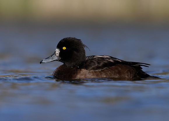 Tufted Duck Aythya fuligula