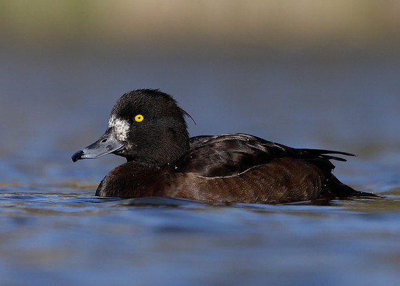 Tufted Duck Aythya fuligula