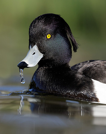 Tufted Duck Aythya fuligula
