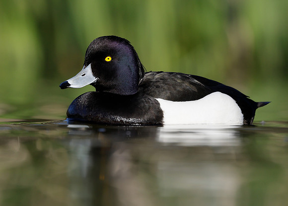 Tufted Duck Aythya fuligula
