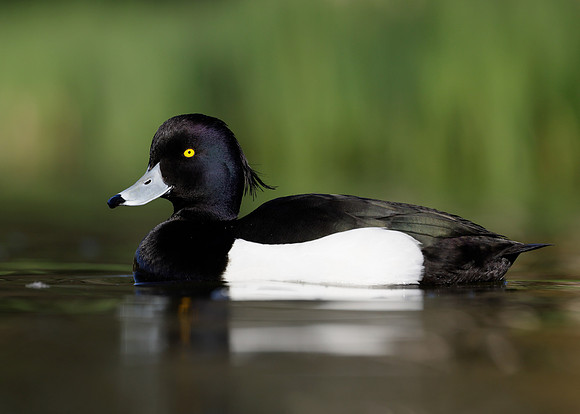 Tufted Duck Aythya fuligula