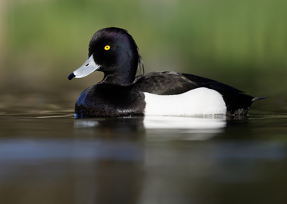 Tufted Duck Aythya fuligula