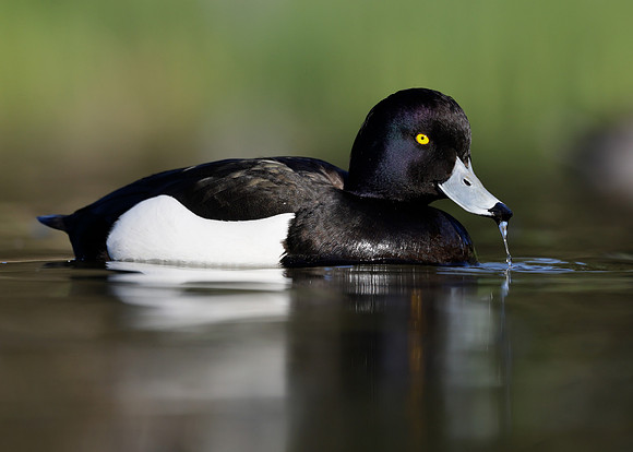 Tufted Duck Aythya fuligula