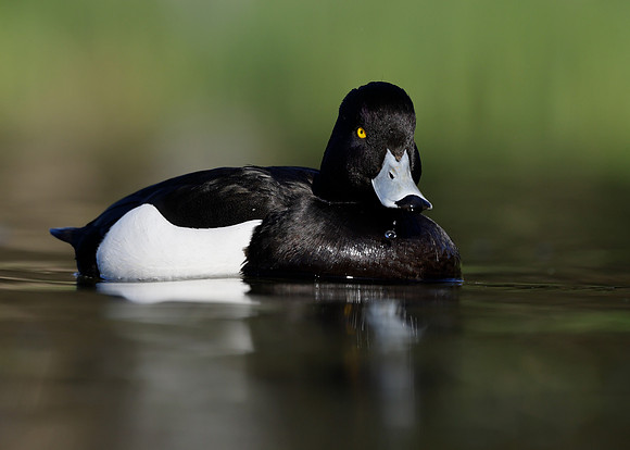 Tufted Duck Aythya fuligula