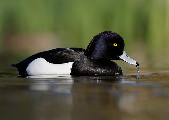 Tufted Duck Aythya fuligula
