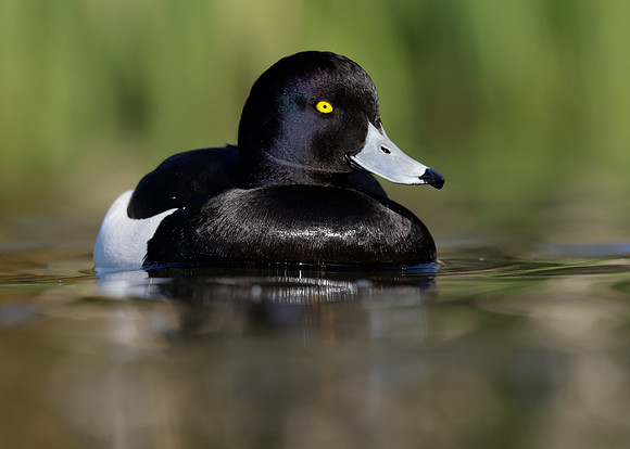 Tufted Duck Aythya fuligula