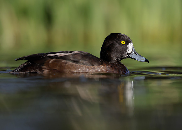 Tufted Duck Aythya fuligula