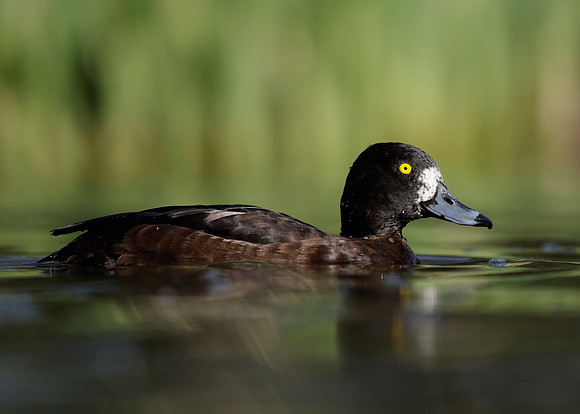 Tufted Duck Aythya fuligula