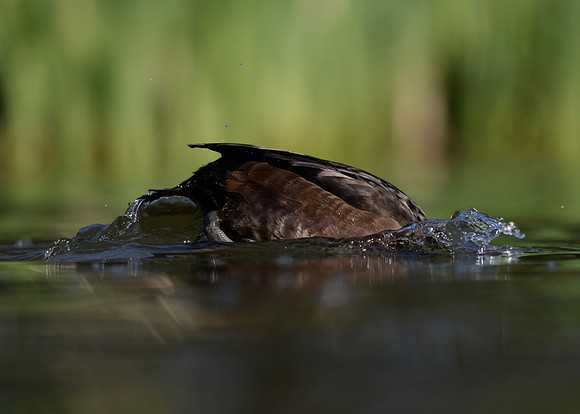 Tufted Duck Aythya fuligula