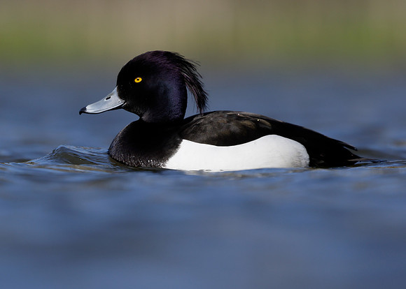 Tufted Duck Aythya fuligula
