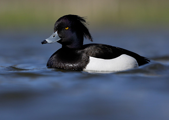 Tufted Duck Aythya fuligula