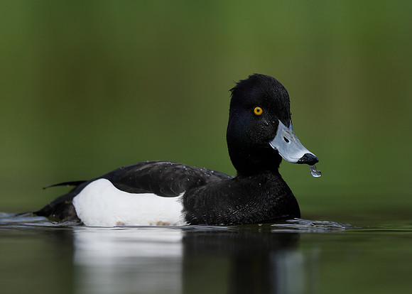 Tufted Duck Aythya fuligula