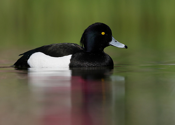 Tufted Duck Aythya fuligula