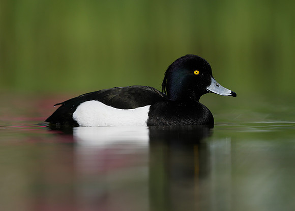 Tufted Duck Aythya fuligula