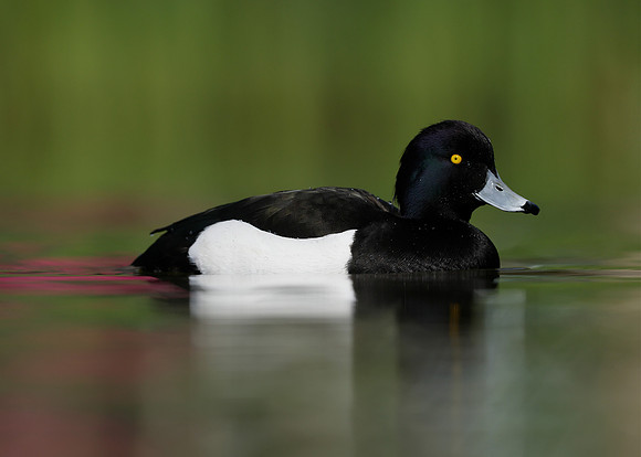 Tufted Duck Aythya fuligula