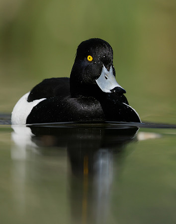 Tufted Duck Aythya fuligula