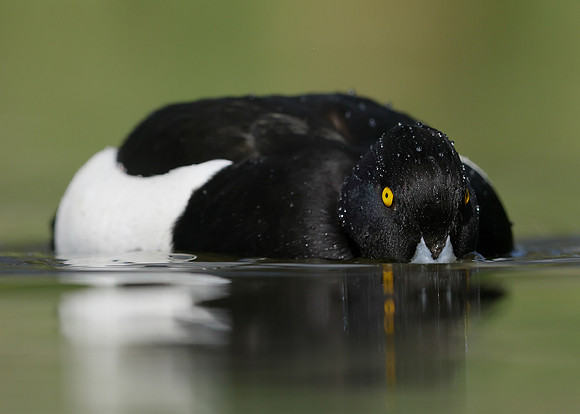 Tufted Duck Aythya fuligula