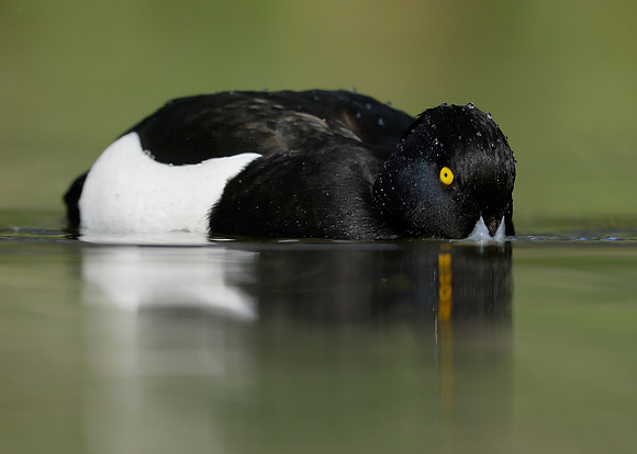 Tufted Duck Aythya fuligula