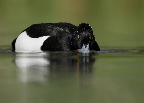 Tufted Duck Aythya fuligula