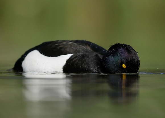 Tufted Duck Aythya fuligula