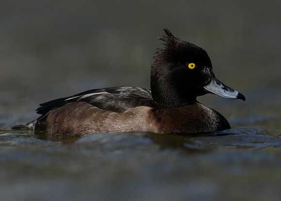 Tufted Duck Aythya fuligula