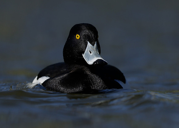 Tufted Duck Aythya fuligula