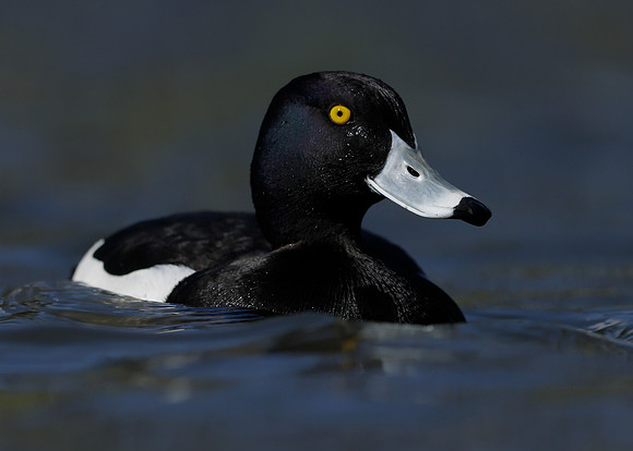 Tufted Duck Aythya fuligula