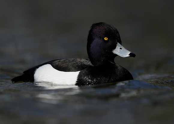 Tufted Duck Aythya fuligula