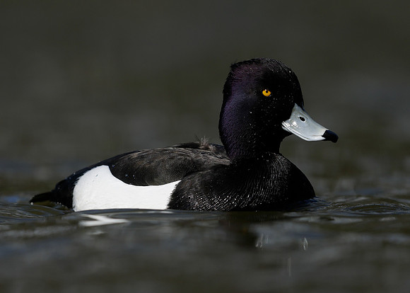 Tufted Duck Aythya fuligula