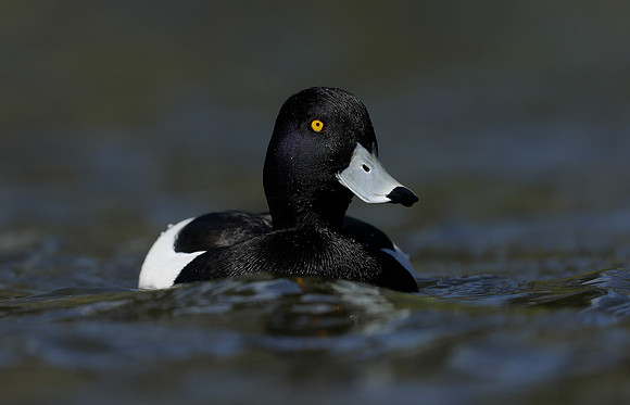Tufted Duck Aythya fuligula