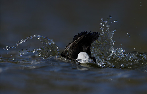 Tufted Duck Aythya fuligula