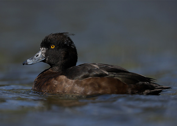 Tufted Duck Aythya fuligula