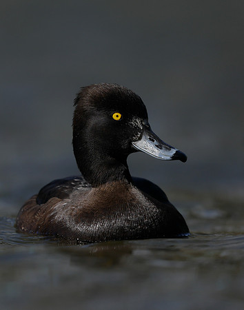 Tufted Duck Aythya fuligula