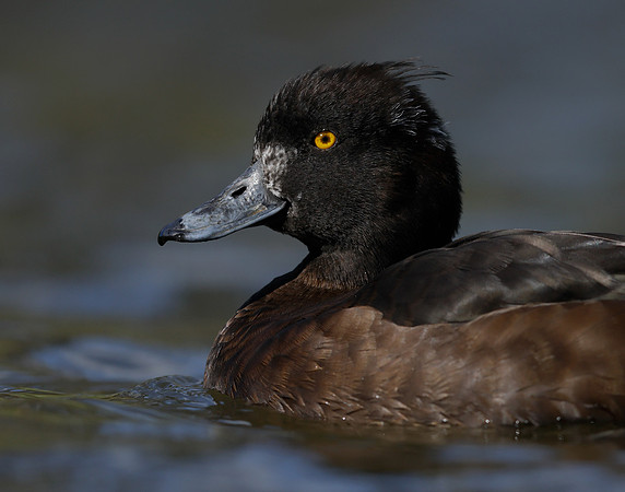 Tufted Duck Aythya fuligula