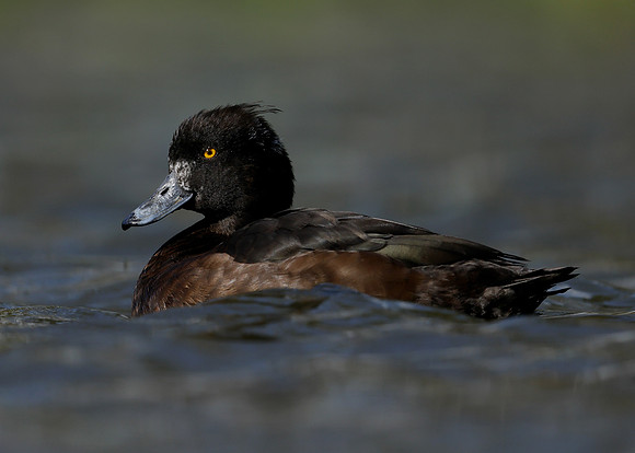 Tufted Duck Aythya fuligula