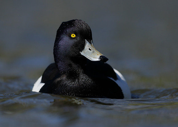 Tufted Duck Aythya fuligula