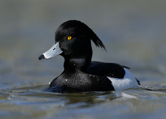 Tufted Duck Aythya fuligula