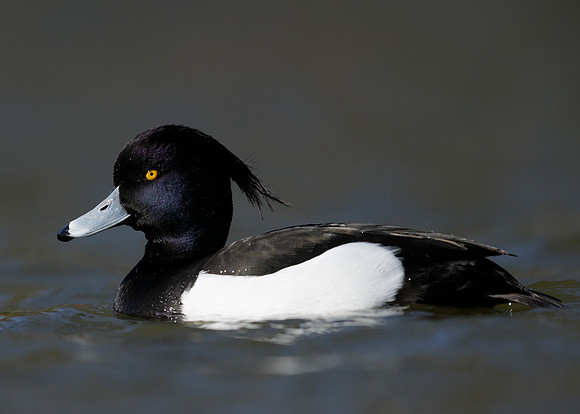 Tufted Duck Aythya fuligula