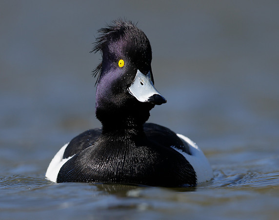 Tufted Duck Aythya fuligula