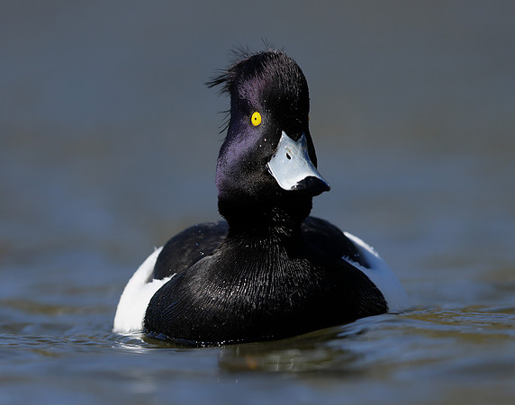 Tufted Duck Aythya fuligula