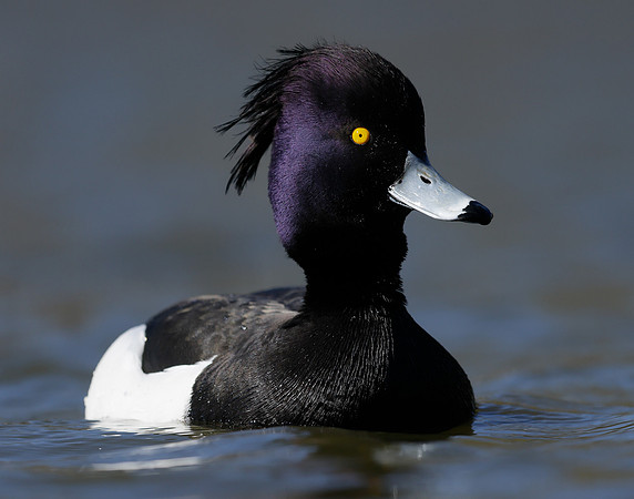 Tufted Duck Aythya fuligula