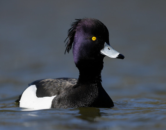 Tufted Duck Aythya fuligula